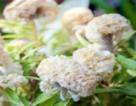 محصول جهارم